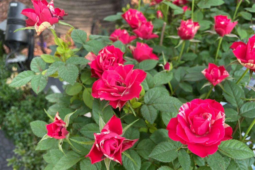 Roses in Gardens by The Bay 2024